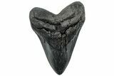 Fossil Megalodon Tooth - South Carolina #310013-1